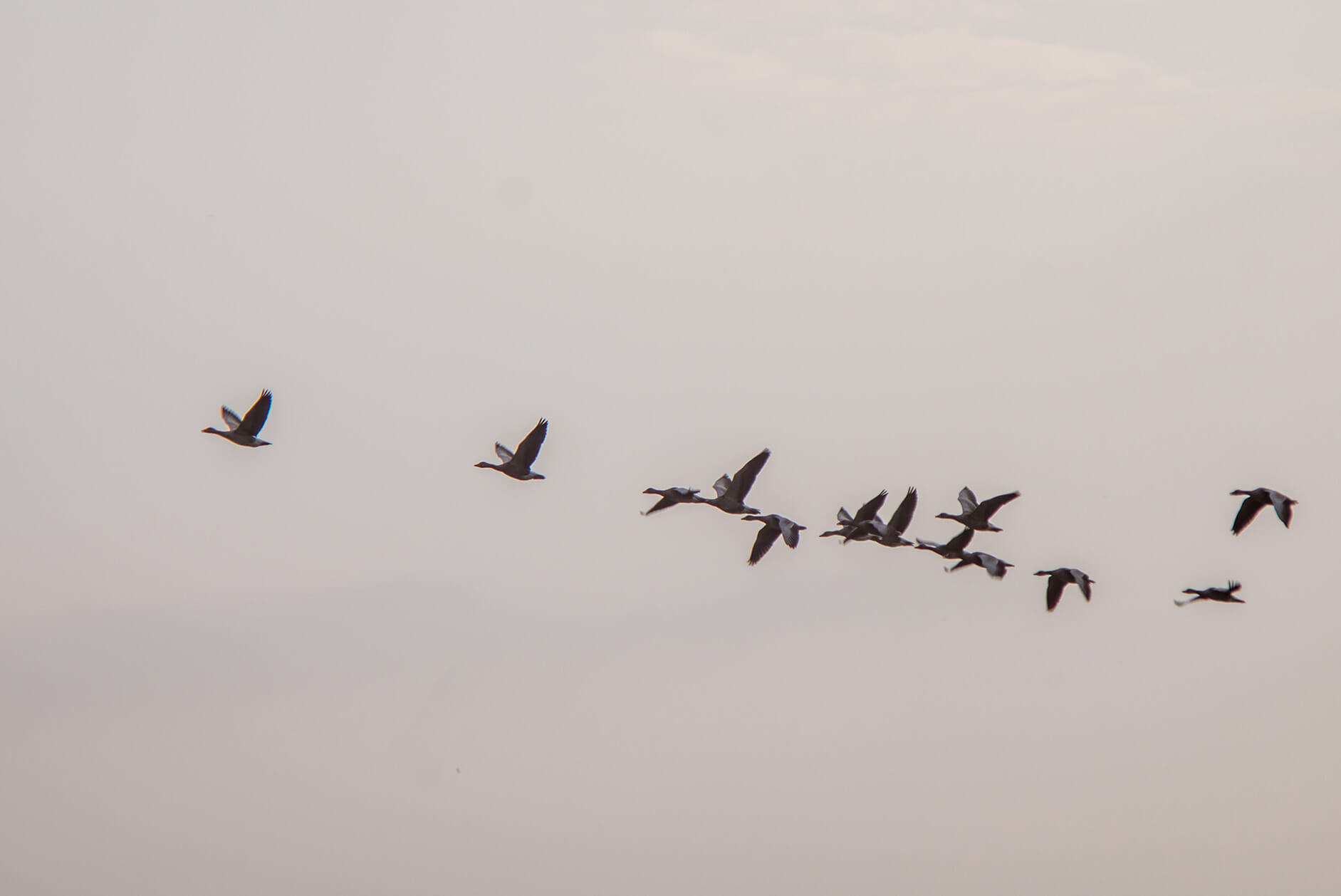 Telecom26’s global roaming service enables tracking of birds and animals