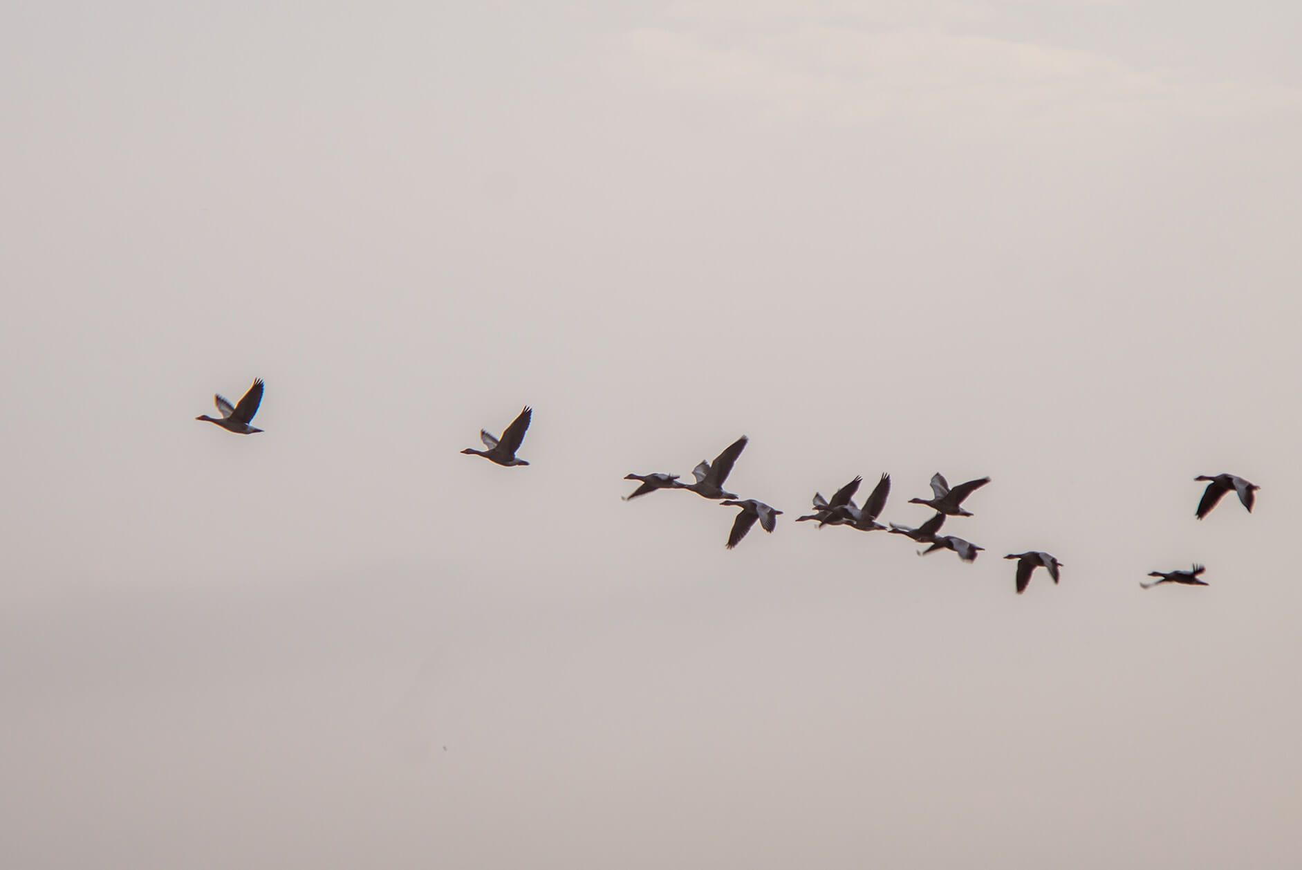 Telecom26’s global roaming service enables tracking of birds and animals
