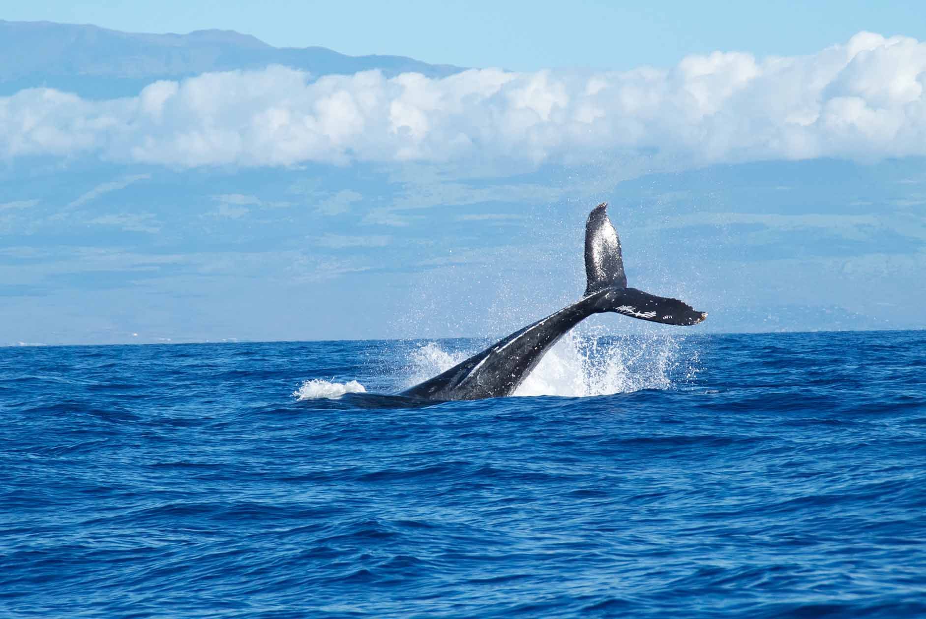 Whales, collisions with ships and Telecom26’s maritime connectivity service